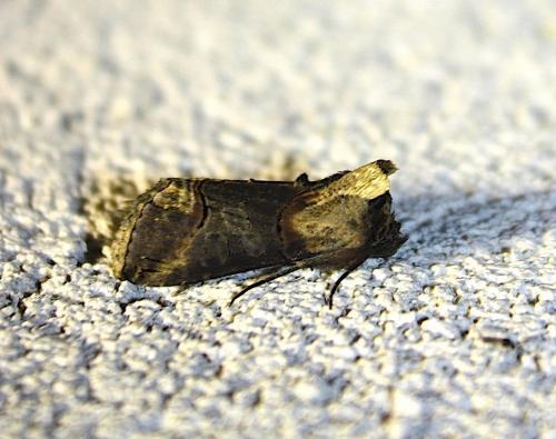 Abrostola triplasia